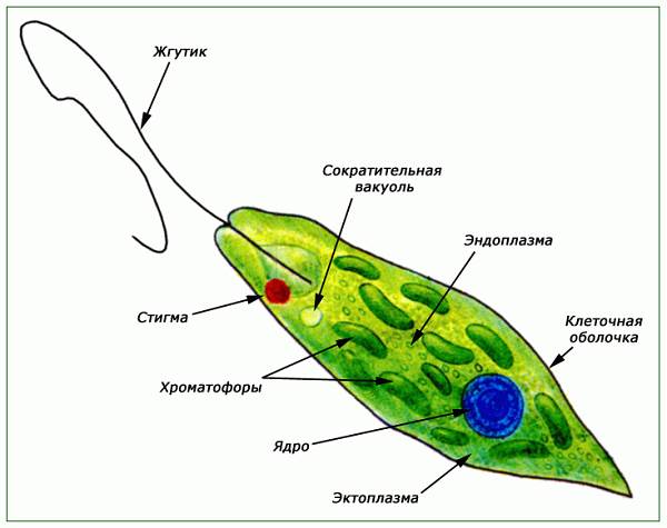 Строение Эвглены зеленой